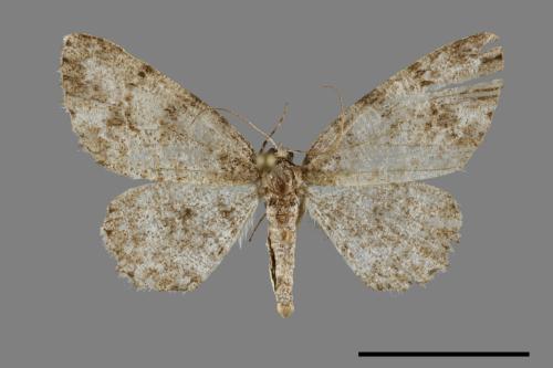 <已分類>Family：Geometridae[尺蠖蛾科][00069974]