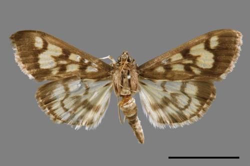 Cymoriza taiwanalis[00065493]