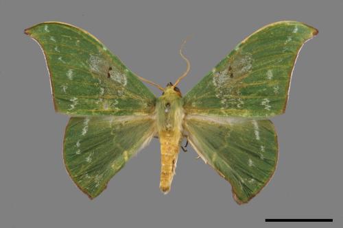 Tanaorhinus viridiluteatus[雙點鐮翅青尺蛾][00019842]