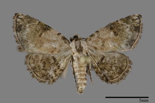 Mataeomera biangulata[00100418]