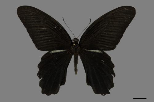 Papilio protenor protenor[黑鳳蝶][00088673]