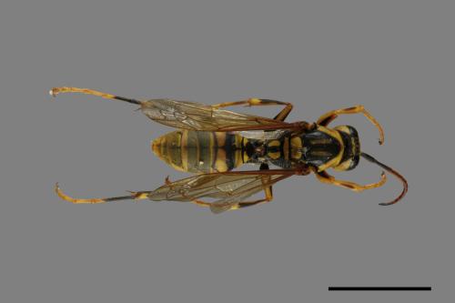 Polistes rothneyi[黃長腳蜂][00075022]