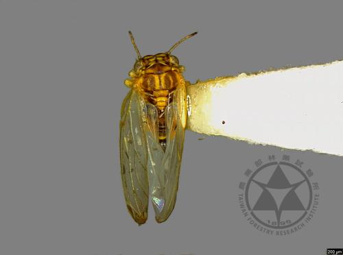 <已分類>Family：Psyllidae[木蝨科][00078155]