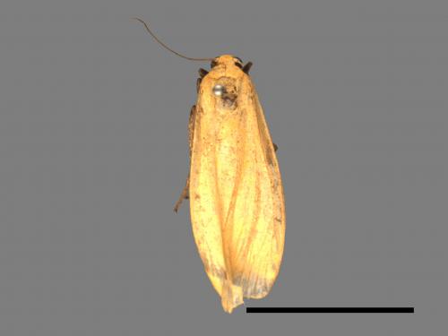 Eilema magnata[巨土苔蛾][00036995]