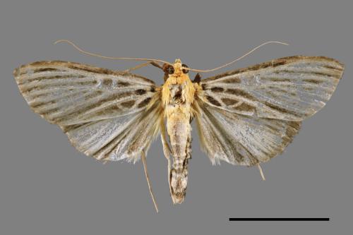 Tyspanodes hypsalis[00064983]