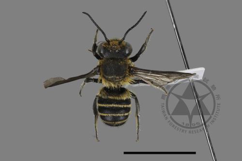 <已分類>Genus：Megachile[切葉蜂屬][00180547]