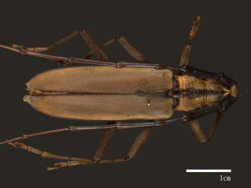 Massicus trilineatus fasciatus[胸條山天牛][00084284]