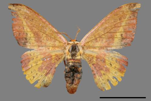 Oreta fuscopurpurea[點帶鉤蛾][00039633]