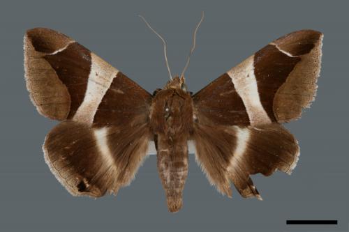Dysgonia praetermissa[腎巾夜蛾][00005767]