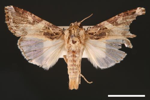 Spodoptera litura[斜紋夜蛾][00002790]