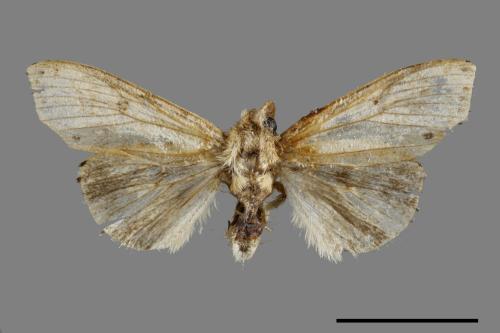 Calliteara angulata[點茸毒蛾][00051703]