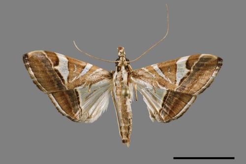 Glyphodes itysalis[00031677]