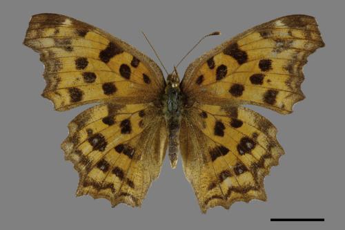 Polygonia c-aureum lunulata[黃蛺蝶][00101904]