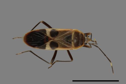 Physopelta gutta[大星椿象][00040249]