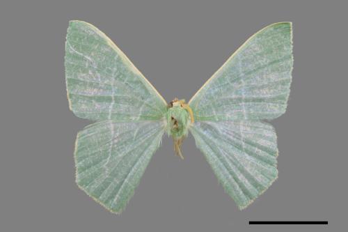 Pelagodes subquadrarius[樟青尺蛾][00023496]