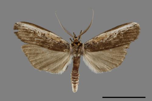 <已分類>Order：Lepidoptera[鱗翅目][00071092]
