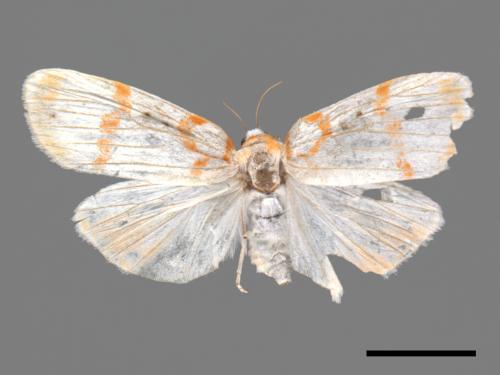 Cyana formosana[台雪苔蛾][00039395]