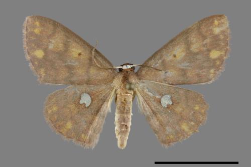Discoglypha locupletata[銀掌紋白姬尺蛾][00070355]