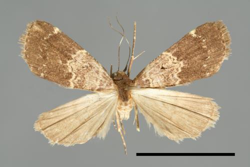 <已分類>Family：Noctuidae[夜蛾科][00010742]
