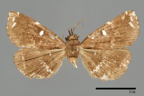Adrapsa simplex[00010036]