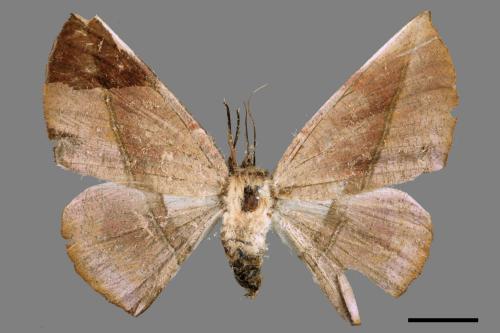 Sarcinodes yayeyamanus[一線沙尺蛾][00051310]
