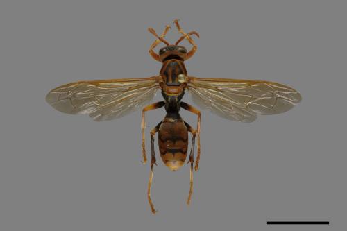 Polistes jokahamae[果馬蜂][00074328]