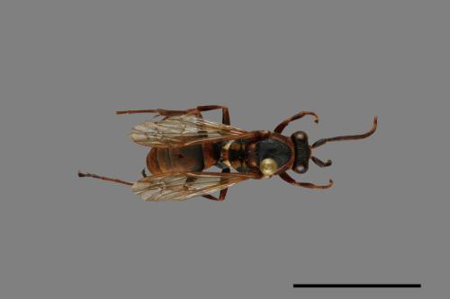 Polistes takasagonus[雙斑長腳蜂][00072792]