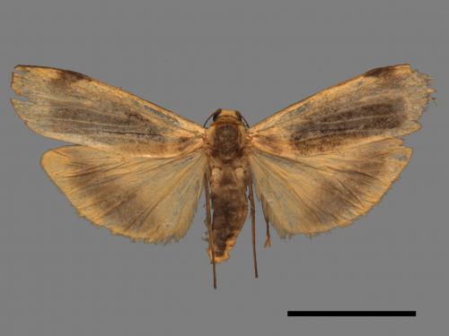 Thysanoptyx incurvata[長斑土苔蛾][00047374]