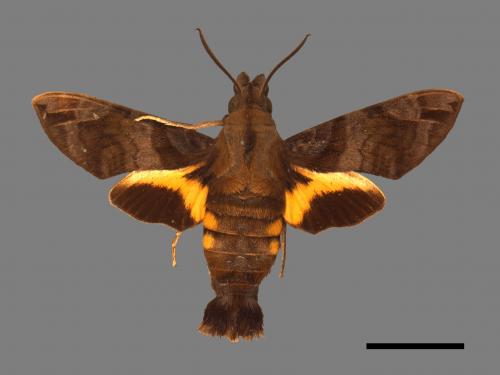 Macroglossum pyrrhosticta[黃斑長喙天蛾][00016492]