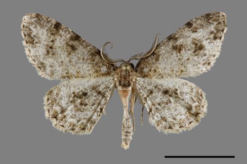 <已分類>Family：Geometridae[尺蠖蛾科][00095034]