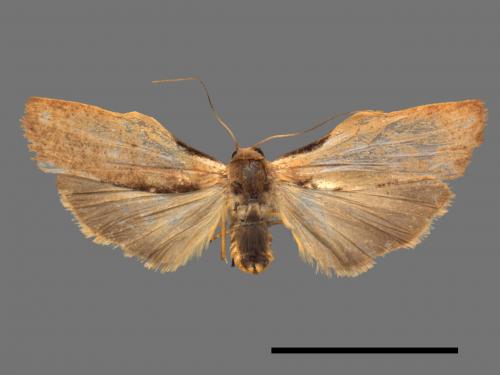 Teulisna tumida[膨圖苔蛾][00039670]