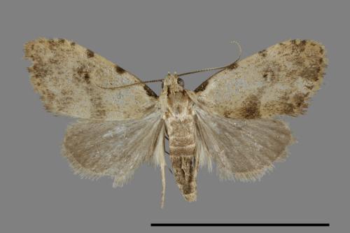<已分類>Family：Noctuidae[夜蛾科][00092518]