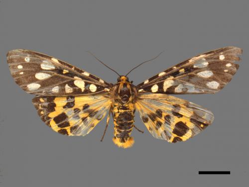 Aglaomorpha histrio formosana[大麗燈蛾][00055914]