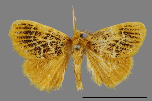 Euproctis striata[紛黃毒蛾][00033842]