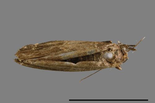 <已分類>Family：Noctuidae[夜蛾科][00010608]