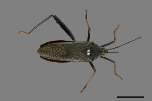 Notobitus meleagris[黑竹緣蝽][00075327]