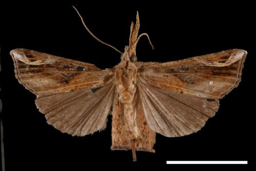 Hypena pulverulenta[00009775]