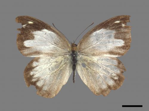 Appias indra aristoxemus[雲紋粉蝶][00027421]