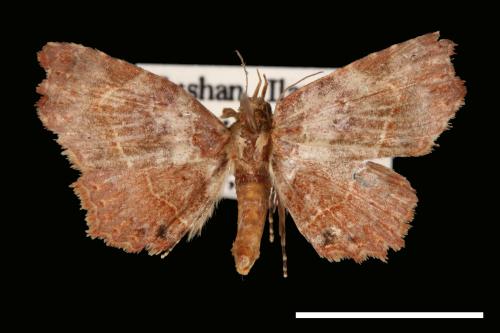 <已分類>Genus：Tamba[00007645]