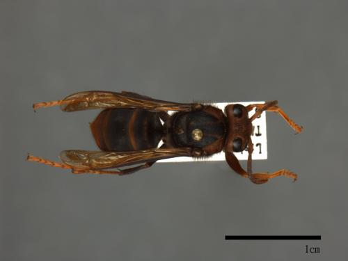 Vespa velutina[黃腳虎頭蜂][00098994]
