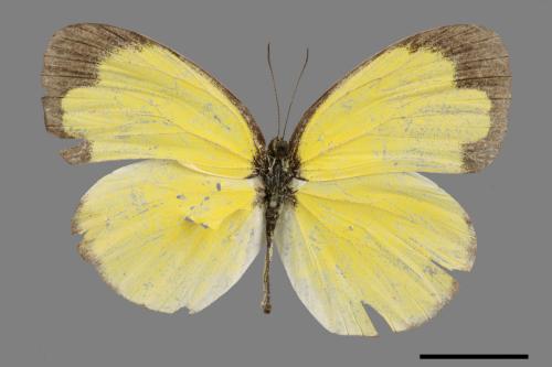 Eurema hecabe hobsoni[荷氏黃蝶][00027528]