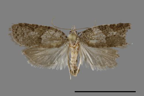 <已分類>Family：Tortricidae[捲葉蛾科][00091929]