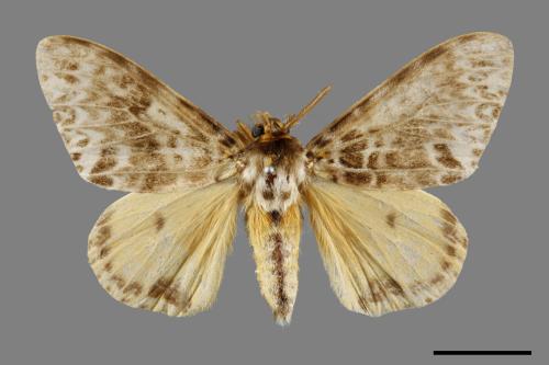 Lymantria mathura subpallida[波斑毒蛾][00057932]