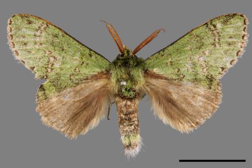 Stauropus takamukuana[綠蟻舟蛾][00044204]