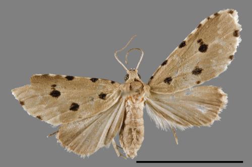 Metaemene atrigutta maculata[麗夜蛾][00009030]