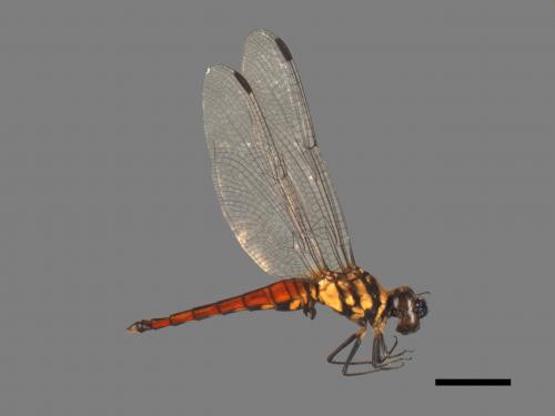 Lyriothemis elegantissima[廣腹蜻蜓][00103481]