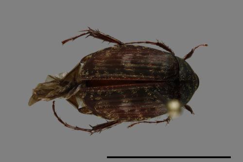 Pachyserica brevitarsis[短脛胖絨毛金龜][00099505]