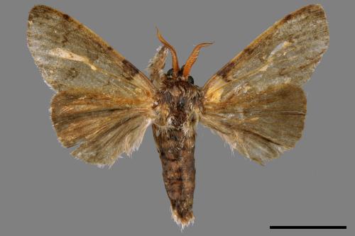 Calliteara postfusca[波茸毒蛾][00047658]