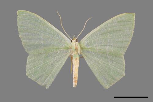 Thalassodes immisarius opalinus[粗脛翠尺蛾][00031403]