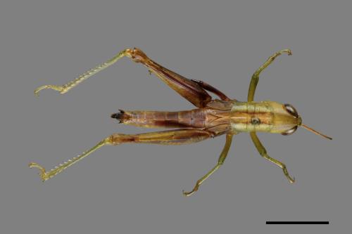 <已分類>Order：Orthoptera[直翅目][00086725]